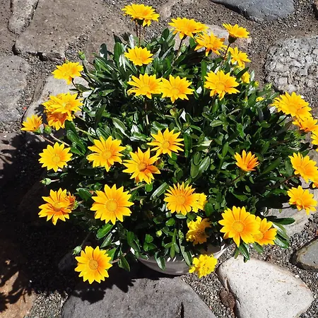 Tollgaarden Gjestegaard 拉尔维克