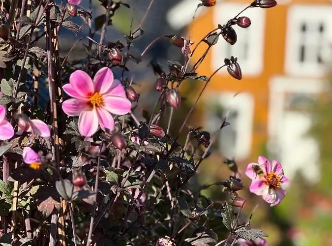 Tollgaarden Gjestegaard فندق مبيت وإفطار